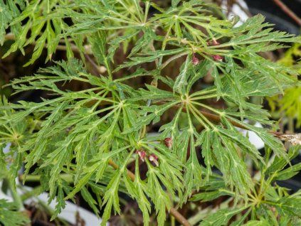 Acer Green Cascade (2)