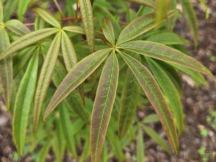Acer pentyphyllum (2)