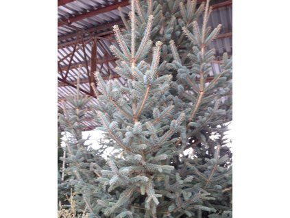 Smrk ztepil� �Magnifica� (Balen� bal, Tvar v��ka 300-350cm)