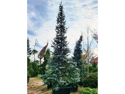 hoopsii