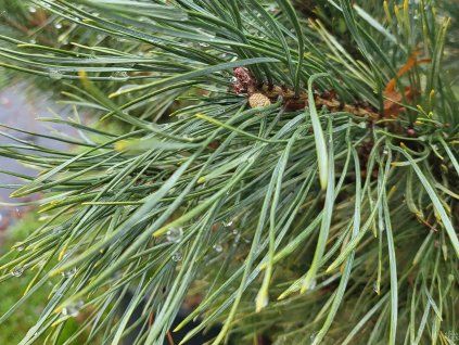 Pinus sylvestris 'Fastigiata Glauca' (2)