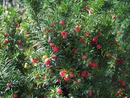 Tis prostřední 'Hicksii'  Taxus media 'Hicksii'