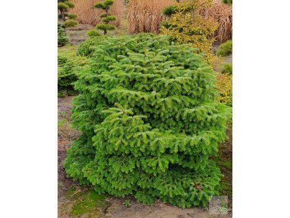 abies nordmandianna Barabits Compact