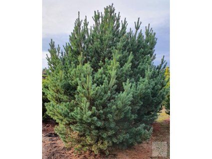 pinus sylvestris Watereri (1)