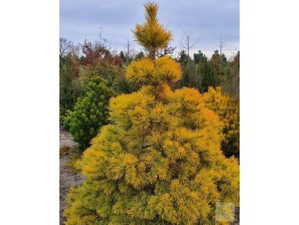 pinus sylvestris Gold Coin, 1200zl, v��ka 180 200