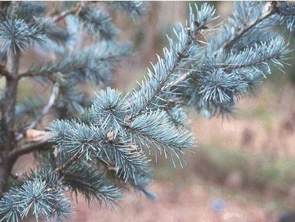 glauca2
