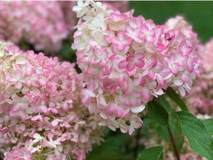 Hortenzie latnatá Pinkachu 'Smhppinka' PBR  Hydrangea paniculata Pinkachu 'Smhppinka' PBR