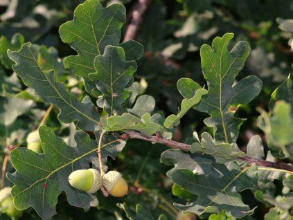 Dub letní  Quercus robur