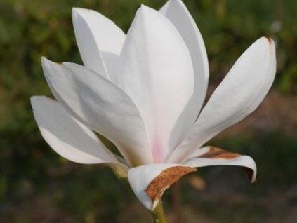 white mystery