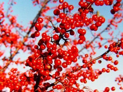 red jewell3
