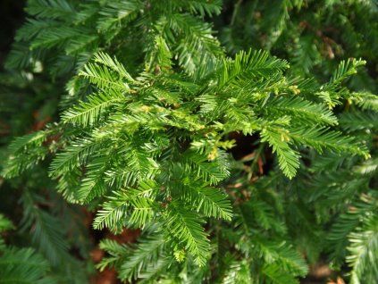 Sekvoj vždyzelená  Sequoia sempervirens