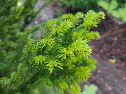 Abies alba 'Fastigiata' (2)