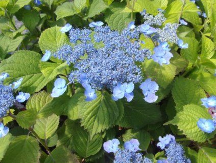 Hortenzie pilovitá 'Veerle®'  Hydrangea serrata 'Veerle®'