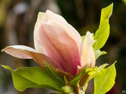 Magnolia Eva Maria