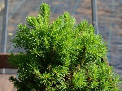 Smrk ztepilý 'Dundanga'  Picea abies 'Dundanga'