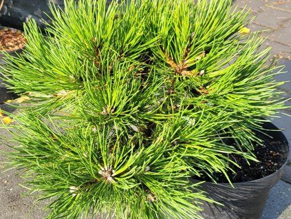 Pinus nigra 'Gaelle Bregeon' PBR Bambino (2)