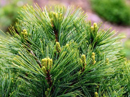 Borovice vejmutovka 'Horsford'  Pinus strobus 'Horsford'
