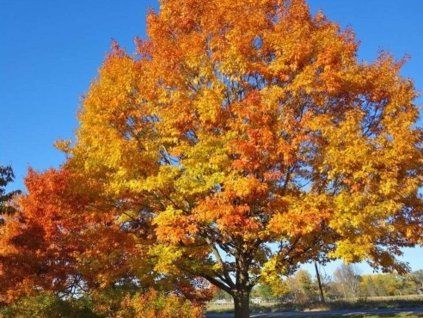 quercus rubra