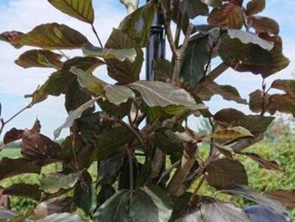 latifolia 1