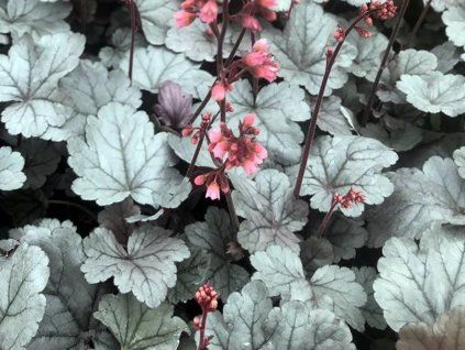 Dlužicha 'Silver Gumdrop' - Heuchera 'Silver Gumdrop'  Heuchera 'Silver Gumdrop'
