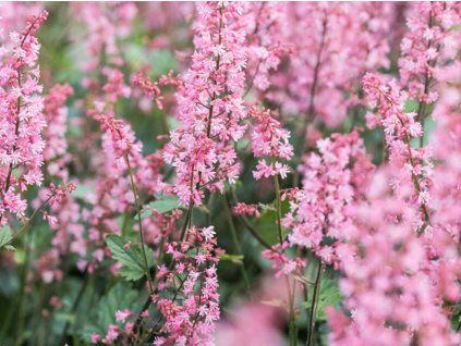 Dlužicha 'Pink Revolution' - Heucherella 'Pink Revolution'  Heucherella 'Pink Revolution'