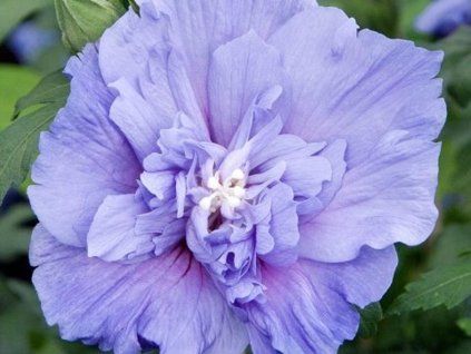 blue chiffon