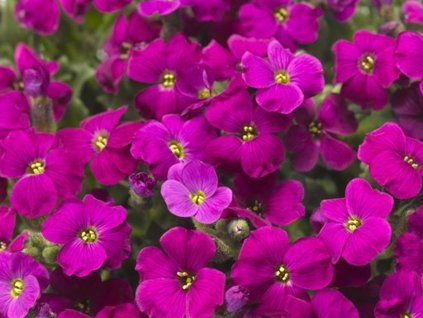 90659 1 taricka audrey red aubrieta audrey red