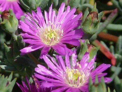Kosmatec lavisiae - Delosperma lavisiae  Delosperma lavisiae