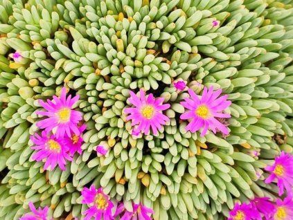 Delosperma sphalmanthoides 1