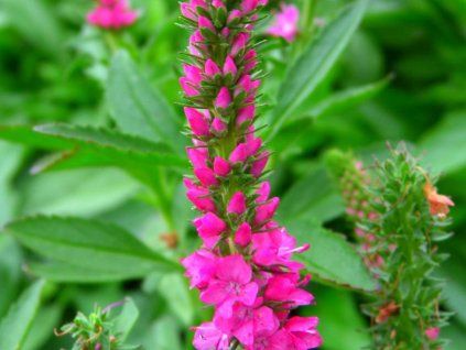Rozrazil klasnatý 'Rotfuchs' - Veronica spicata 'Rotfuchs'  Veronica spicata 'Rotfuchs'