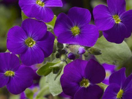 ta�i�ka blue