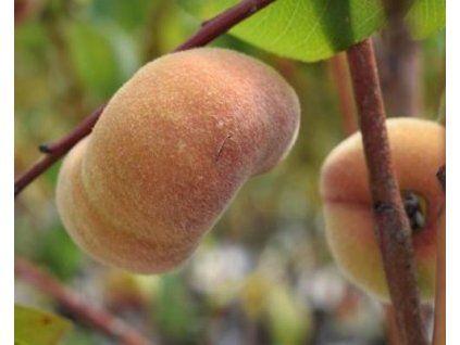 Broskvoň 'Oriane'  Prunus persica 'Oriane'
