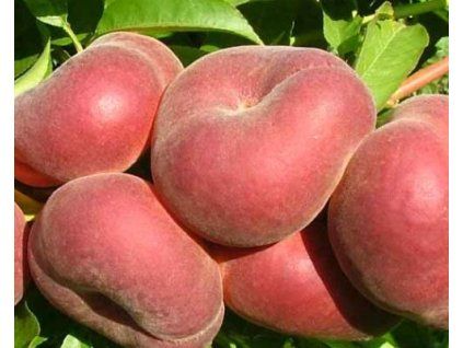 Broskvoň 'Platifun Platty'  Prunus persica 'Plutifun Platty'