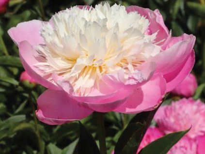Pivoňka čínská 'Bowl of Beauty' - Paeonia lactiflora 'Bowl of Beauty'  Paeonia lactiflora 'Bowl of Beauty'