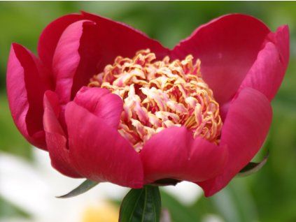 Pivoňka čínská 'Nippon Beauty' - Paeonia lactiflora 'Nippon Beauty'  Paeonia lactiflora 'Nippon Beauty'