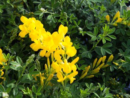 Genista x spechiana (1)