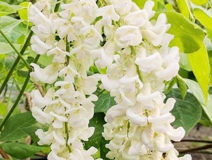 Vistárie křovitá 'Clara Mack'  Wisteria frutescens 'Clara Mack'