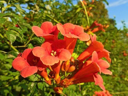 Trubač kořenující 'Ursynów'  Campsis radicans 'Ursynów'