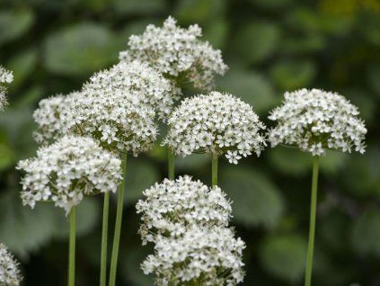 Česnek černý - Allium nigrum  Allium nigrum