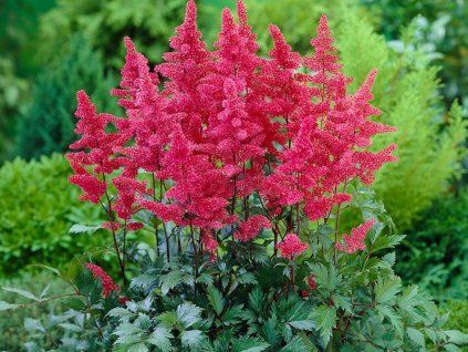Čechrava japonská 'Vesuvius' - Astilbe japonica 'Vesuvius'  Astilbe japonica 'Vesuvius'