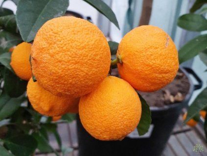 limeta rossa