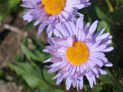 erigeron