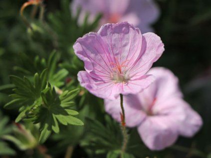 Kakost krvavý 'Vision Pink' - Geranium sanguineum 'Vision Pink'  Geranium sanguineum 'Vision Pink'
