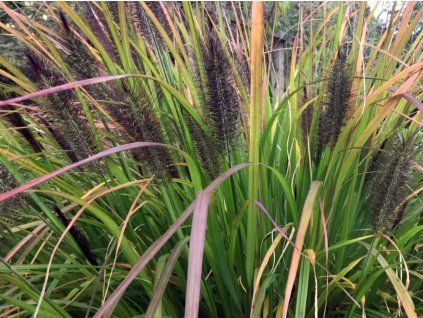 Dochan psárkovitý 'Black Beauty' - Pennisetum alopecuroides 'Black Beauty'  Pennisetum alopecuroides 'Black Beauty'