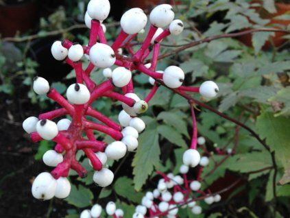 Samorostlík pachypoda 'Misty Blue' - Actaea pachypoda 'Misty Blue'  Actaea pachypoda 'Misty Blue'