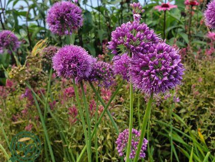 91751 1 91751 1 cesnek medusa hair allium medusa hair