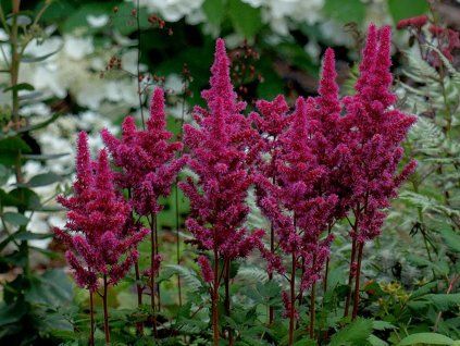 Čechrava čínská 'Vision in Red' - Astilbe chinensis 'Vision in Red'  Astilbe chinensis 'Vision in Red'