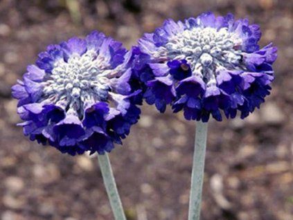 morana