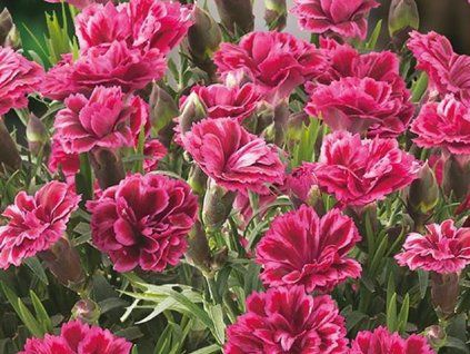 Hvozdík karafiát 'Code® Bicolor' - Dianthus caryophyllus 'Code® Bicolor'  Dianthus caryophyllus 'Code® Bicolor'