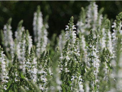 Šalvěj hajní 'Sensation® Compact White' - Salvia nemorosa 'Sensation® Compact White'  Salvia nemorosa 'Sensation® Compact White'
